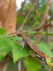 Vanessa indica indica