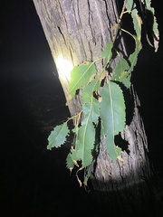 Eucalyptus globulus
