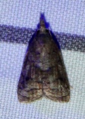 Platynota idaeusalis