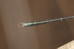 Archiargiolestes pusillus