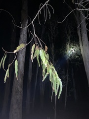 Eucalyptus globulus