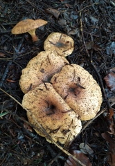 Paralepista flaccida