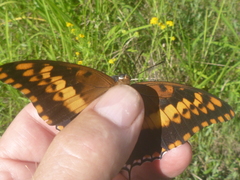 Charaxes saturnus