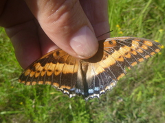 Charaxes saturnus