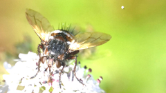 Tachina fera