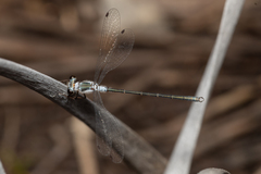 Archiargiolestes pusillus