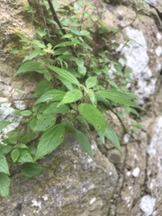 Parietaria judaica