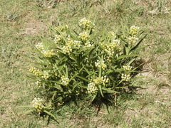 Asclepias mellodora