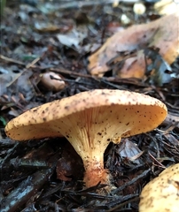 Paralepista flaccida