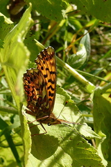 Boloria titania