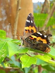 Vanessa indica indica