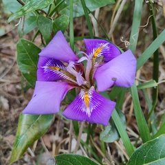 Iris unguicularis