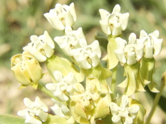 Asclepias mellodora