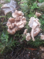 Craterellus sinuosus