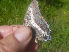 Charaxes saturnus
