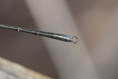 Archiargiolestes pusillus