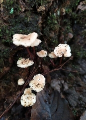 Marasmius rotula