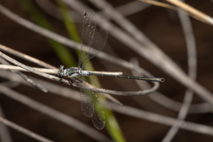 Archiargiolestes pusillus