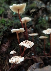 Marasmius rotula