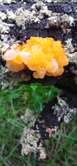 Tremellomycetes
