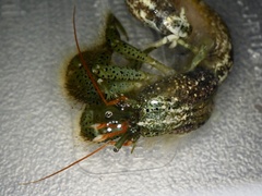 Pagurus lanuginosus