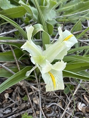 Iris palaestina