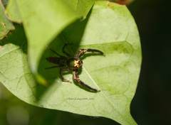 Colopsus