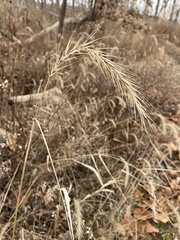 Elymus