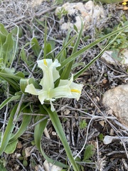 Iris palaestina