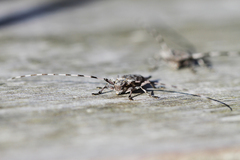 Acanthocinus aedilis