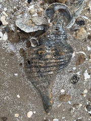 Triplofusus giganteus