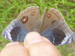 Junonia artaxia