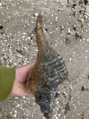 Triplofusus giganteus