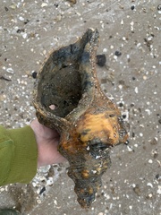 Triplofusus giganteus