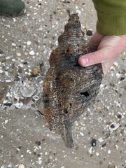 Triplofusus giganteus