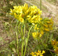 Sebaea leiostyla