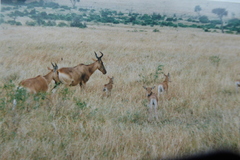 Alcelaphus buselaphus cokii
