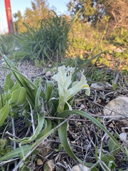 Iris palaestina