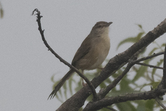 Prinia