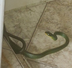 Chironius bicarinatus