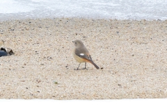 Phoenicurus auroreus