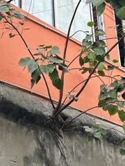 Ficus religiosa