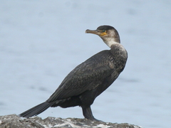 Phalacrocorax capillatus