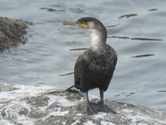 Phalacrocorax capillatus