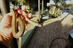 Psammophis