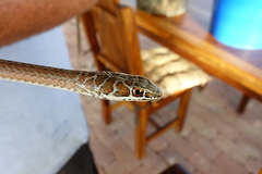 Psammophis