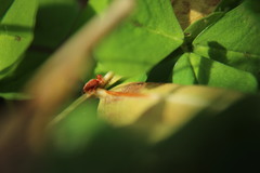 Trombidium holosericeum