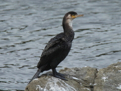 Phalacrocorax capillatus