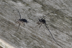 Acanthocinus aedilis