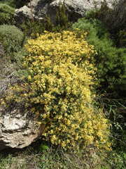 Hypericum empetrifolium